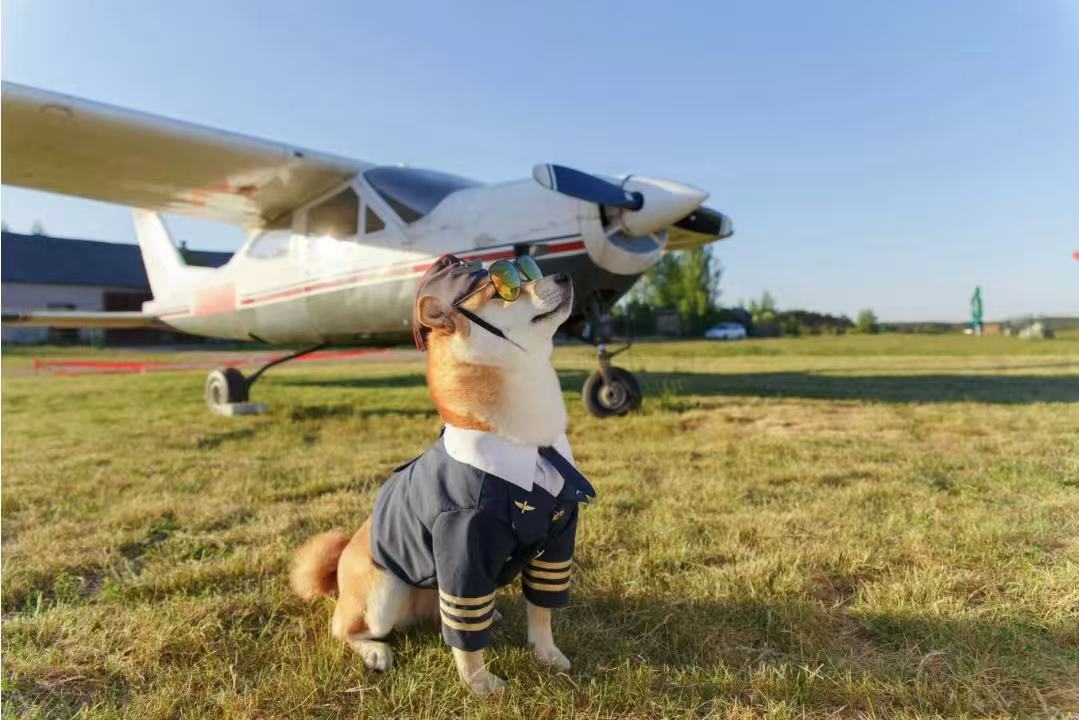 ペットと飛行機
