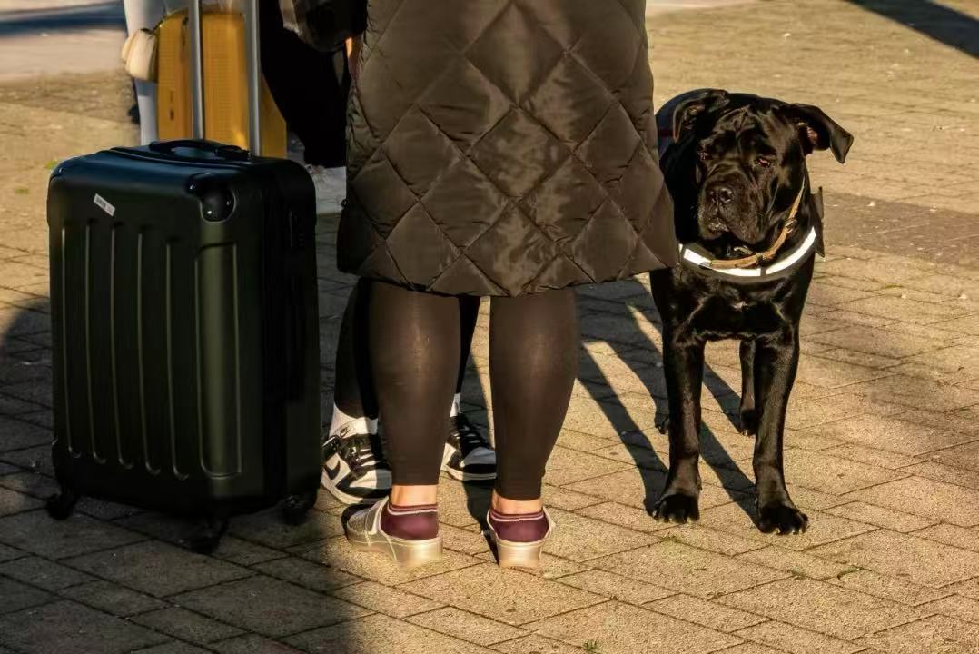 上海市飼育禁止の犬投稿