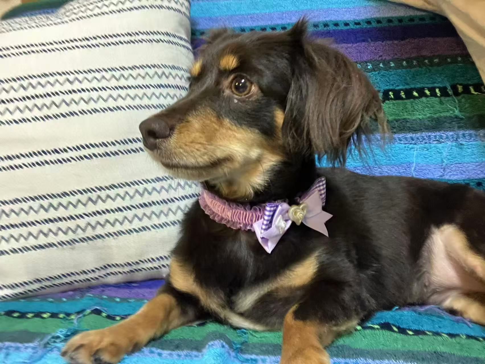 ペットインタビュー