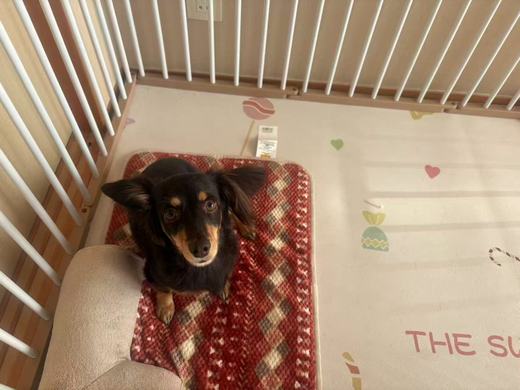 ペットインタビュー