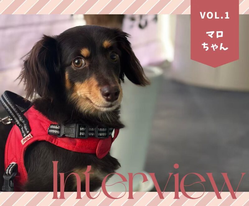 マロちゃん01