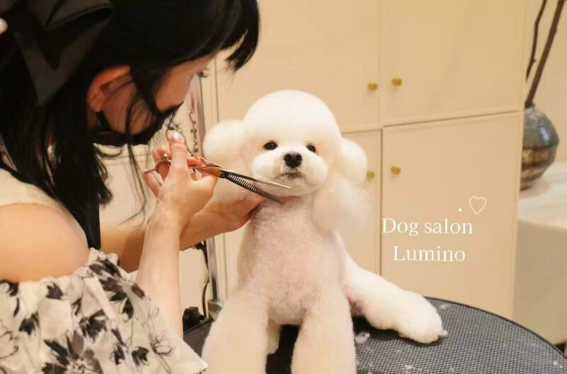 Dogsalon Lumino01