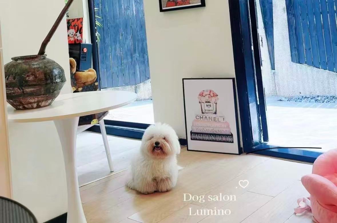 Dogsalon Lumino02