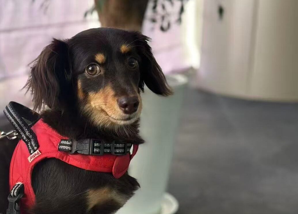 ペットインタビュー